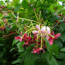 Image result for Quisqualis