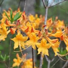 More images for transplanting azaleas in florida » Native Azaleas For Alabama Alabama Cooperative Extension System