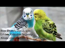 Babacik Askim Cici Kus 1 Saat Konusan Muhabbet Kusu Fistik Dinlet Konussun Youtube
