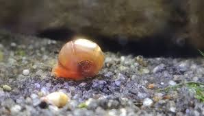 Snails In A Shrimp Tank Shrimp Science