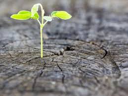 Μετάβαση στην πλοήγηση πήδηση στην αναζήτηση. Papanoytsos Anamesa Sto Fobo Kai Thn Elpida Alfavita