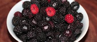 Huckleberries are closely related to blueberries, but not marion blackberries. Berries And Nutrition The Latest Research Nutritionfacts Org