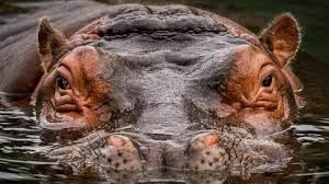 Grizzly bears are considered some of the strongest animals in the world that are especially known for their strong teeth and powerful bite. The Most Dangerous Animals On Earth Far Wide