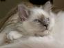 Birman Kittens for Sale - Felines4us