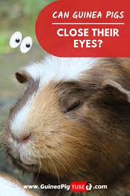 Pin On Guinea Pigs Behavior