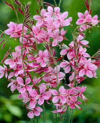 Image result for Oenothera lindheimeri