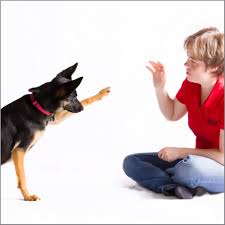 Soll der hund zwischen ihren beinen hindurch tanzen, dann spreizen sie die beine nehmen ein. Tolle Hundetricks Zum Nachmachen