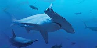 Men of courage is the harrowing story of survival against incredible odds. The 10 Best Non Jaws Movies To Round Out Your Shark Week Wired