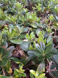 Image result for Pittosporaceae