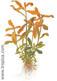 Image result for Nesaea