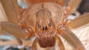 La araña reclusa parda (también conocida como araña violín o araña violinista) es una criatura venenosa cuya picadura puede enfermar a niños y adultos. Arana Violinista El Peligro Mortal Que Se Esconde En Casas