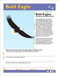 Yellowstone worksheets kids on mainkeys. Bald Eagle Worksheet Education Com