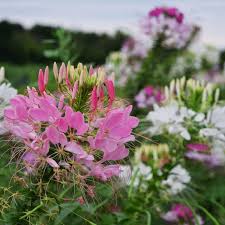 Image result for Cleome