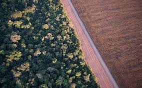 Visiting the amazon rainforest is hugely popular, and for good reason. Amazon Watch What Happens When The Forest Disappears Yale E360