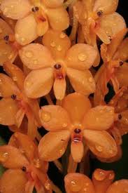 Maybe you would like to learn more about one of these? 102 Best Plant Envy Images Planting Flowers Plants Unusual Plants