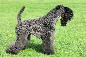 We did not find results for: Kerry Blue Terrier Puppies For Sale From Reputable Dog Breeders