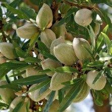 L Amandier Nain Nut Me Avijor Est Un Fruitier Nain Et Colonnaire Qui Ne Necessite Aucune Taille Avec Ses Dimen Arbre Fruitier Amandier Arbre Fruitier Nain