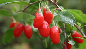Kurt Uzumu Goji Berry Yetistiriciligi Yeni Is Fikirleri