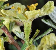 Image result for Polystachya tridentata