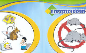 Ricevere la visita di topi in casa è tra le peggiori esperienze che si possano fare, anche per le conseguenze di tipo sanitario che questa comporta. Le Malattie Trasmesse Dai Topi