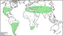 Image result for Lycium mascarenense