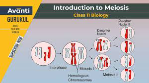 Definition, mitosis, meiosis & vs cancer. Book Who Knew Tips Cell Cycle And Cell Division Class 11 Mcqs Introduction To Meiosis Plant Cell Animal Cell Cytokinesis Haploid Cell Class 11 Biology