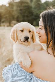 Maybe you would like to learn more about one of these? Puppy Love Sadie The Golden Retriever Gilroy Ca Laptrinhx News