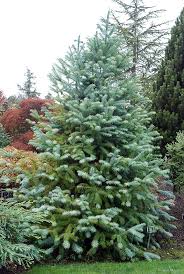 Image result for Monsonia glauca