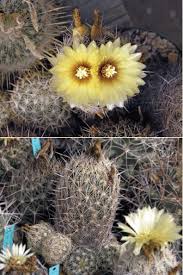 About a couple weeks before the first hard frost (see. Cactus Tips From A Master Grower