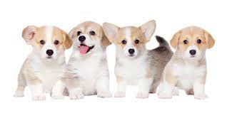 Stop by petland to find your dream puppy today! San Francisco Pembroke Welsh Corgi Puppies For Sale