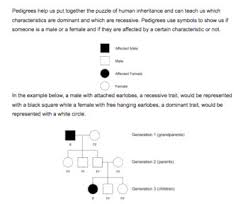 Beside that, we also come with here is a brief review that will help you master this important content! Pedigree Worksheets Teachers Pay Teachers