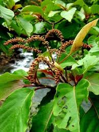 Image result for Hymenodictyon parvifolium