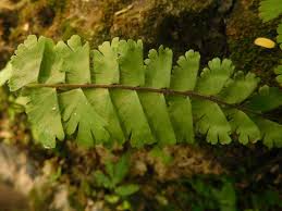 Image result for Adiantum incisum