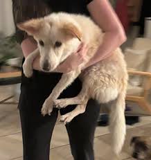 These two were brought in today to the shelter by me. Found in the Woodlawn  Beach area (Midway) off of Tulsa Ct/Amarillo Trail. Safe at the shelter.  Contact me if you know