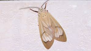 Check spelling or type a new query. How To Get Rid Of Moths And Prevent An Infestation Pest Defence