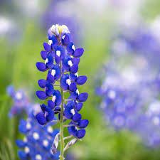 Lupine Flower Garden Seeds Texas Blue Bonnet 1 Oz Perennial Flower Gardening Seeds Bluebonnet Wildflower Lupinus Texensis Walmart Com In 2021 Wildflower Seeds Lupine Flowers Prairie Flower