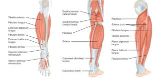 The lower extremities or lower limbs are built for support and propulsion. Anatomy Muscle Of Lower Limb Proprofs Quiz