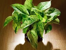 How often should you water a basil plant? Why Are My Pothos Leaves Curling Causes What To Do Simplify Plants