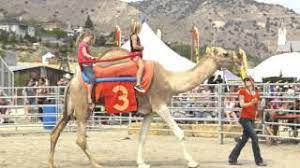 And horse races will start at 6:45 p.m. Virginia City 56th Annual Camel Ostrich Races Youtube