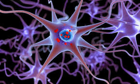 Medications your doctor may prescribe include: Parkinson S Disease Symptoms Improved By Oestrogen