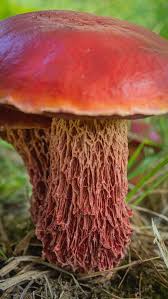 Image result for Bolusiella talbotii