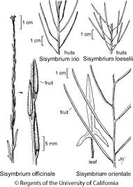 Image result for Sisymbrium orientale