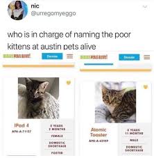 Available cats check out all of the cats in apa!'s care who are looking for their forever home! Someone S Giving The Cats At Austin Pets Alive A Ton Of Ridiculous Names Really Funny Memes Funny Animal Memes Stupid Funny Memes