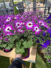 Senetti White | Perennial Spring Flowering Outdoor Garden Plant In 2L Pot |  Ebay