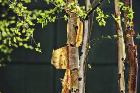 If you find leaf buds that have any green on the inside, these buds may still be viable. Peeling Tree Bark Why Is Bark Peeling Off My Tree