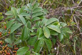 Image result for Rourea coccinea
