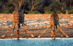 Giraffes are not able to reach water at ground level from a standing position so when they drink, they have to spread their front legs and bend their knees before they can lower their neck and head and reach the water. Beauty Cute Amazing Animal Giraffe Drinking Water Wallpapers Hd Desktop And Mobile Backgrounds