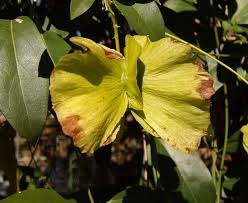 Maybe you would like to learn more about one of these? Yellow Or Mexican Butterfly Vine Mascagnia Macroptera A Seasonal Look My Gardener Says