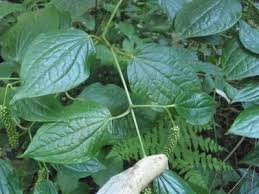 Image result for Piper capense