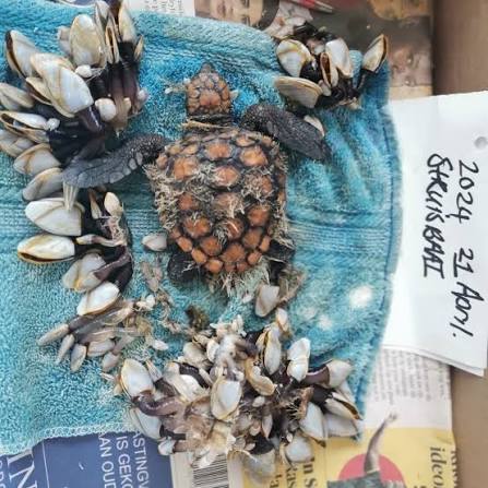Have you ever seen such a barnacle-full turtle hatchling? 🐢😳 When it was  rescued in Struisbaai, this little loggerhead hatchling was almost  indiscernible amongst the goose barnacles that covered most of its